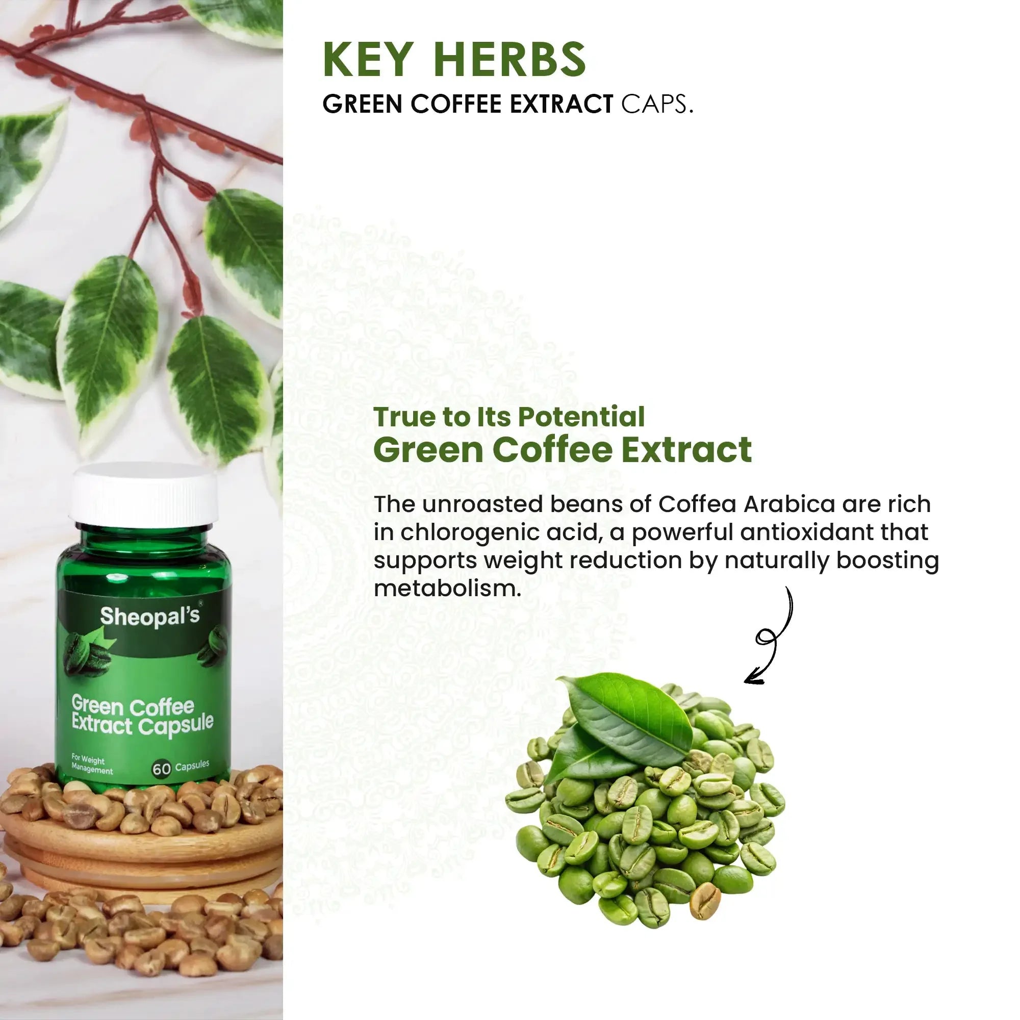 Green Coffee Extract Capsules for Weight Management