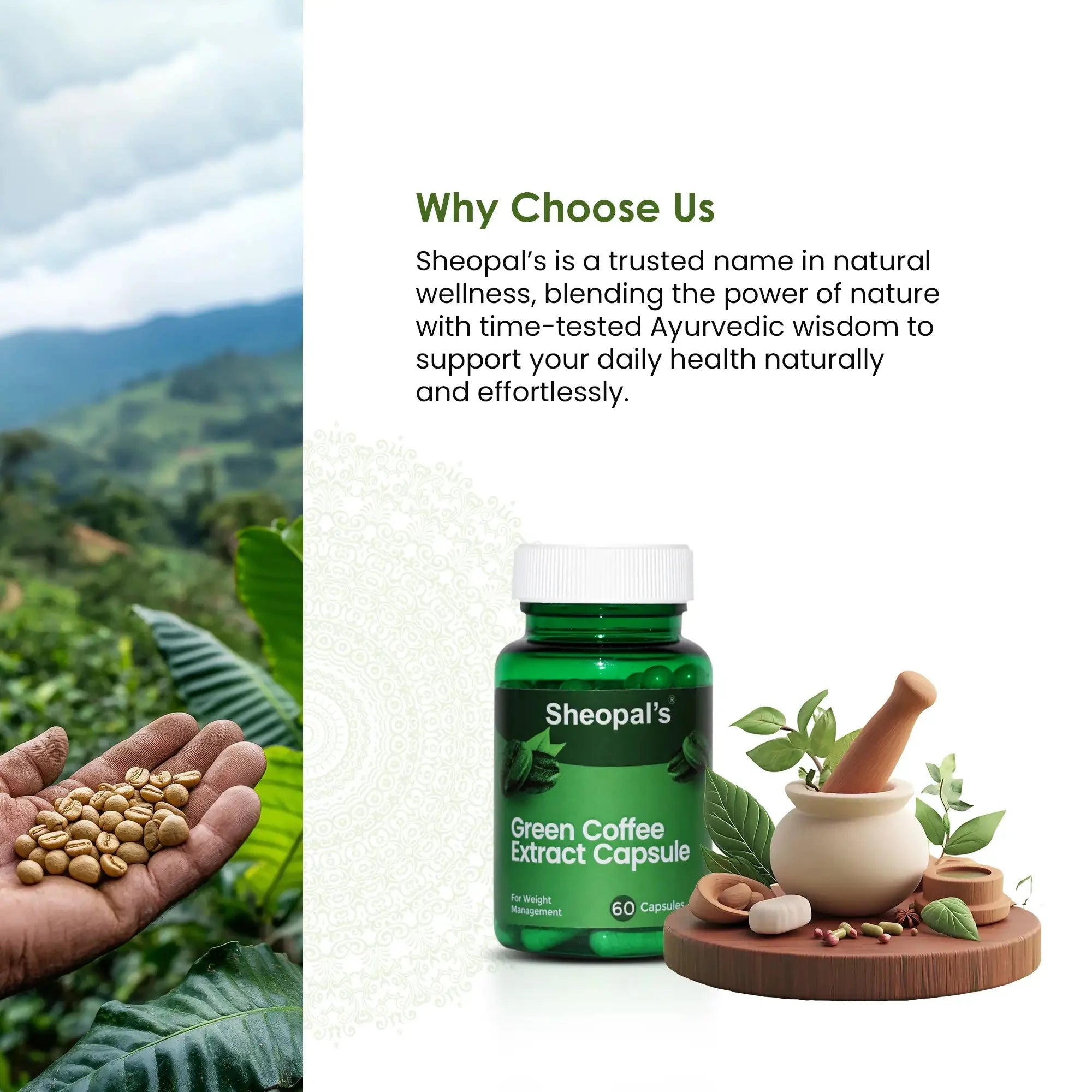 Green Coffee Extract Capsules for Weight Management